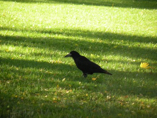  corbeau dans la pelouse